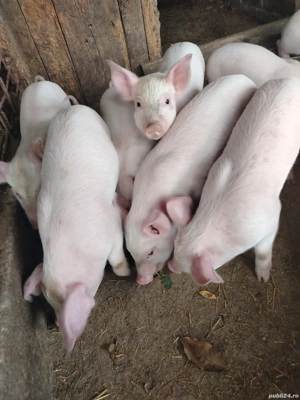 Purcei de Vinzare - imagine 3