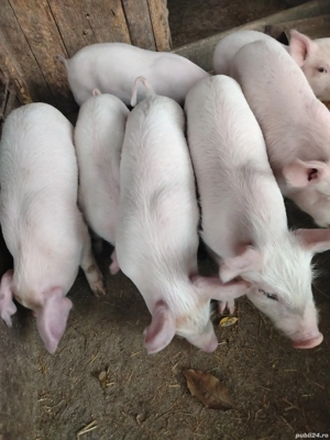 Purcei de Vinzare - imagine 2