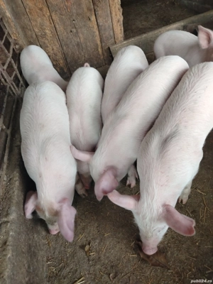 Purcei de Vinzare - imagine 5