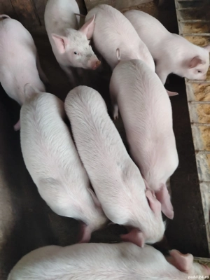 Purcei de Vinzare - imagine 4