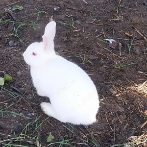 Iepuraș pitic - imagine 4 Iepuraș pitic - imagine 4