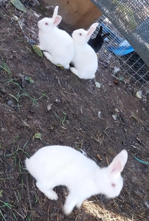 Iepuraș pitic - imagine 3 Iepuraș pitic - imagine 3