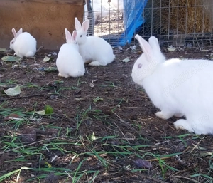 Iepuraș pitic - imagine 2 Iepuraș pitic - imagine 2