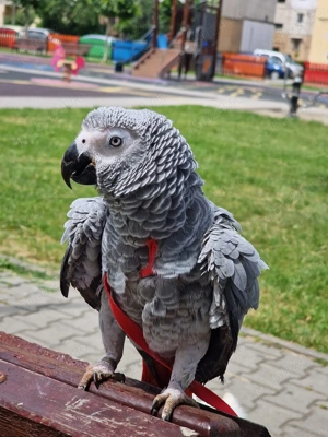 Papagal Jako gri african