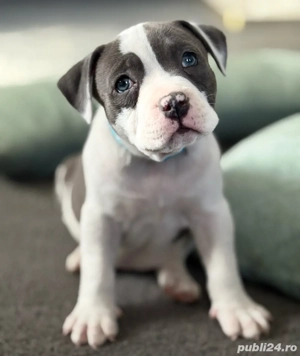 Catelusi American Bully  - imagine 3