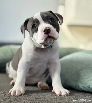 Catelusi American Bully  - imagine 2