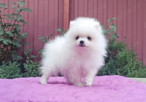 Catei Pomeranian - Albi și Roșcati - Genetică deosebita  - imagine 3