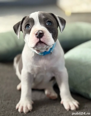 Catelusi American Bully  - imagine 5