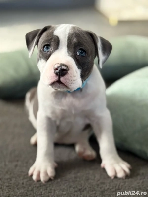 Catelusi American Bully  - imagine 4