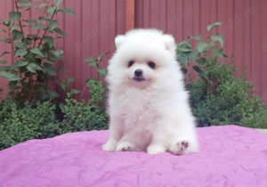 Catei Pomeranian - Albi și Roșcati - Genetică deosebita  - imagine 2