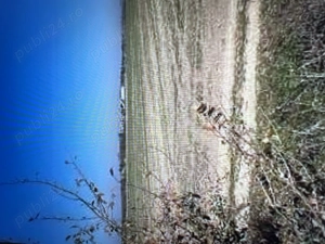 Teren extravilan Corbii Mari-Dambovita - imagine 2