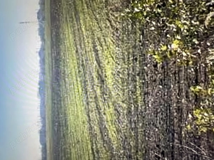 Teren extravilan Corbii Mari-Dambovita - imagine 3