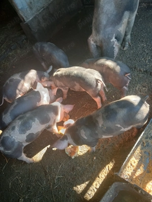 Vând purcei de curte