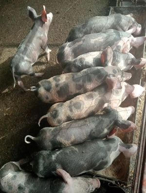 Vând purcei de curte - imagine 4