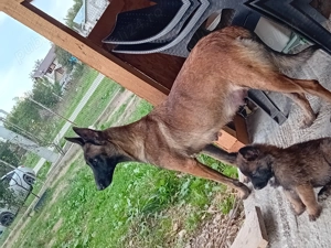 Pui Ciobanesc Malinois - imagine 3 Pui Ciobanesc Malinois - imagine 3