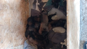 Pui Ciobanesc Malinois - imagine 5 Pui Ciobanesc Malinois - imagine 5