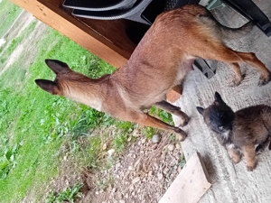 Pui Ciobanesc Malinois - imagine 4 Pui Ciobanesc Malinois - imagine 4