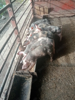 Vând purcei de curte - imagine 2