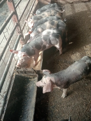 Vând purcei de curte - imagine 5