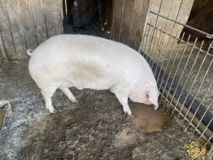 Vând porci pentru sacrificat 