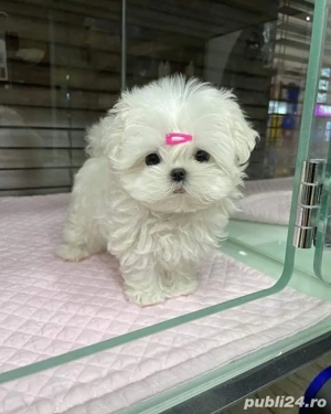 Bichon Maltez Mini Toy  - imagine 2