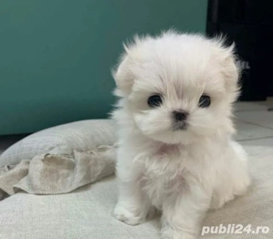 Bichon Maltez Mini Toy  - imagine 4