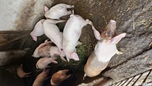 Vând purcei! - imagine 2 Vând purcei! - imagine 2