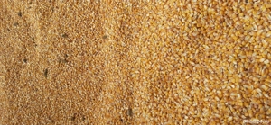 vand porumb boabe - imagine 2