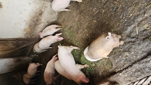 Vând purcei! - imagine 3 Vând purcei! - imagine 3