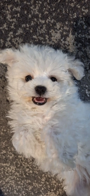 cățeluș mini toy prețul acestuia este de 700 roni