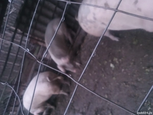 Porci de carne între 120- 150 kg