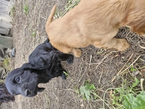Disponibili căței de rasa cocker spaniel  - imagine 3 Disponibili căței de rasa cocker spaniel  - imagine 3