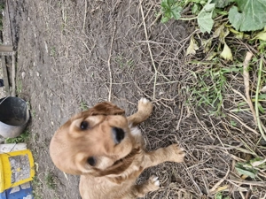 Disponibili căței de rasa cocker spaniel  - imagine 4 Disponibili căței de rasa cocker spaniel  - imagine 4