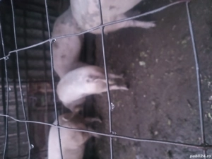 Porci de carne între 120- 150 kg - imagine 2