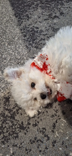 cățeluș mini toy prețul acestuia este de 700 roni - imagine 2 cățeluș mini toy prețul acestuia este de 700 roni - imagine 2