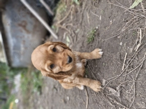 Disponibili căței de rasa cocker spaniel  - imagine 2 Disponibili căței de rasa cocker spaniel  - imagine 2