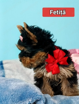 Yorkshire terrier fetiță  - imagine 4