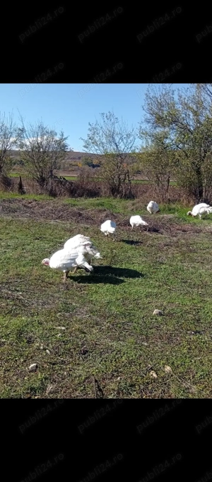 Curcani albi și curci in Bălcești, Gorj  - imagine 3 Curcani albi și curci in Bălcești, Gorj  - imagine 3