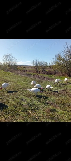 Curcani albi și curci in Bălcești, Gorj  - imagine 2 Curcani albi și curci in Bălcești, Gorj  - imagine 2