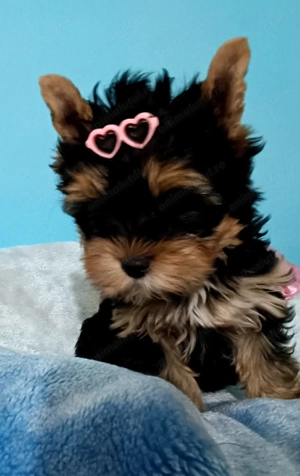 Yorkshire terrier fetiță  - imagine 2