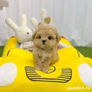 Maltipoo Mini Toy - imagine 3