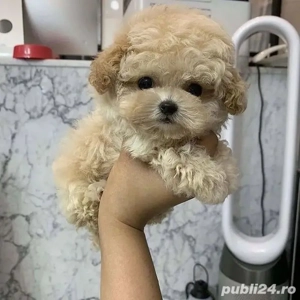 Maltipoo Mini Toy