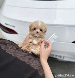 Maltipoo Mini Toy - imagine 4