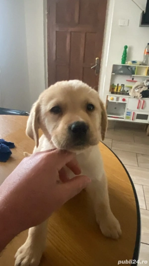 Labrador Retriver gold - imagine 3