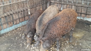 porc mangalita mistret - imagine 3