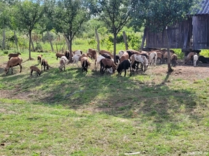 vand oi camerun - imagine 3