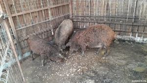 porc mangalita mistret - imagine 5