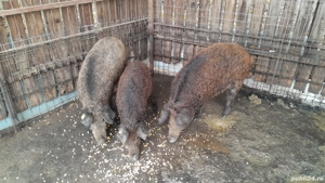 porc mangalita mistret - imagine 4