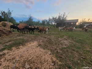 vand oi camerun - imagine 2