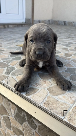 Femele Cane Corso Blue Black - imagine 3